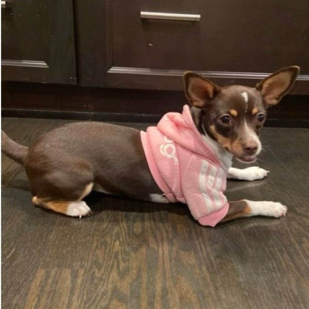 Adidog Pink shirt for dog Pink 
Size XS